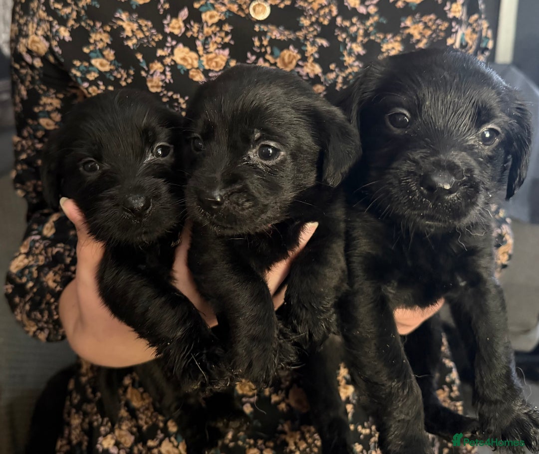 Mixed Breed dogs for sale: Labrador X Yorkshire terrier  - Image 8