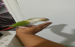 Conures birds for sale: 2 Hand-Reared Baby Conures for Sale🦜🦜 - Image 1