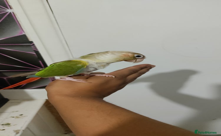 Conures birds - Advert 9