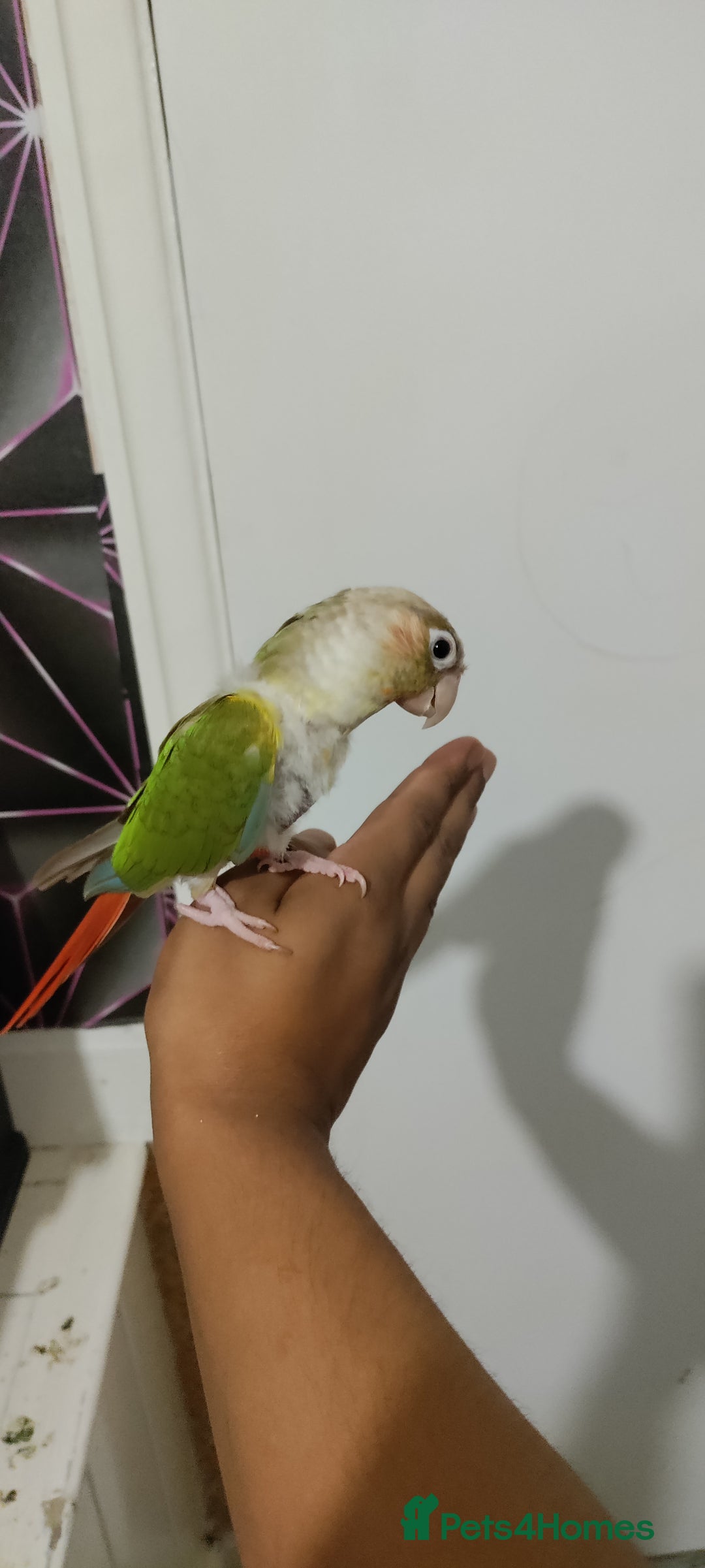 Conures birds for sale: 2 Hand-Reared Baby Conures for Sale🦜🦜 - Image 1