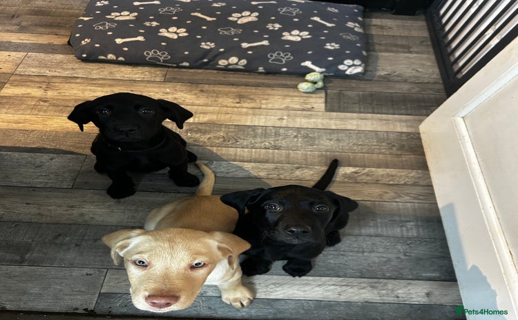 Labrador Retriever dogs - Advert 13