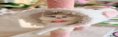 Ragdoll Kitten 9
