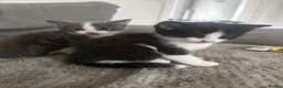 British Shorthair cats for sale: Kittens  - Advert 3
