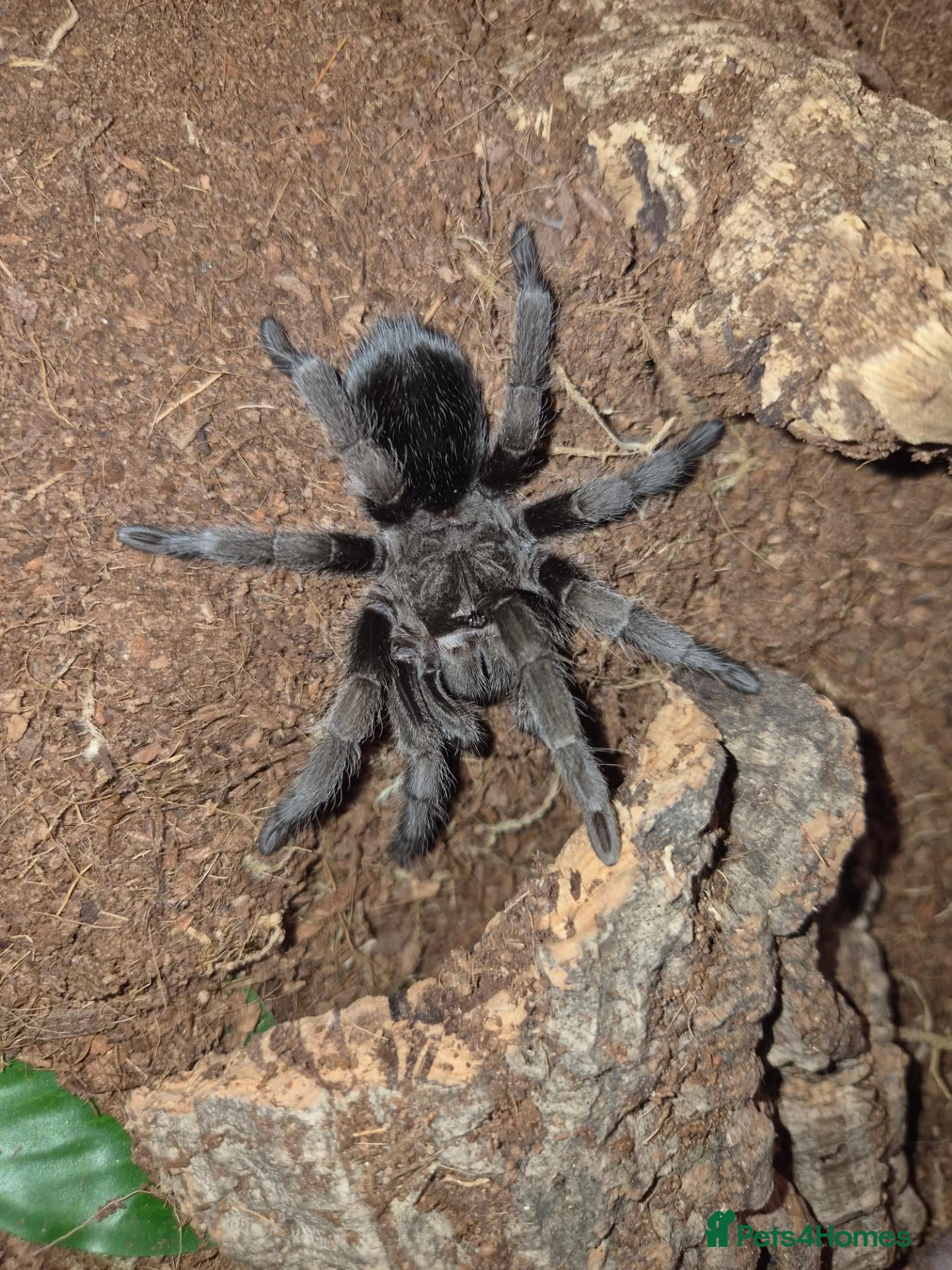 Tarantulas invertebrates for sale: various tarantulas for sale - Advert 1