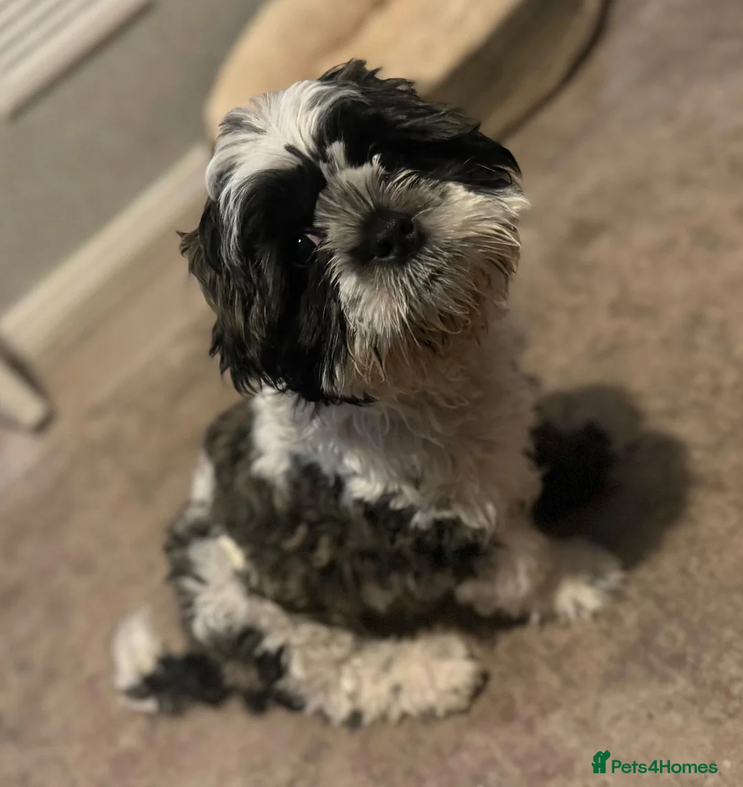 Shih Tzu dogs for sale: Beautiful shih tzu boy ♥️ - Advert 1