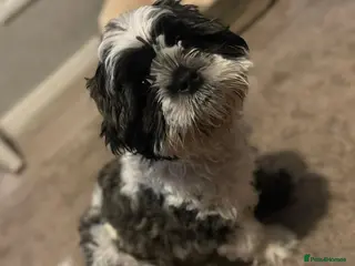 Shih Tzu dogs Beautiful shih tzu boy ♥️ - Advert 11