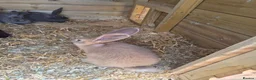 Continental Giant rabbits for sale: Giant continental rabbits  - Advert 2