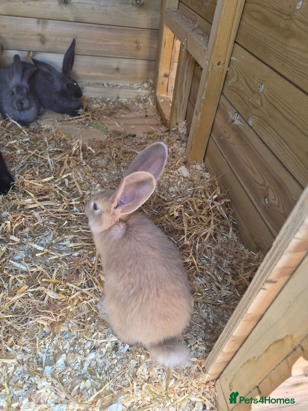 Continental Giant rabbits for sale: Giant continental rabbits  - Advert 2