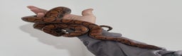 Boa Snake reptiles for sale: CB23 Brazilian rainbow boa unsexed - Advert 3