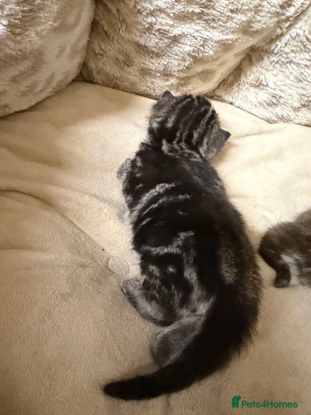 British Shorthair cats for sale: Adorable Kittens, Will be Ready from 22 December! - Advert 23