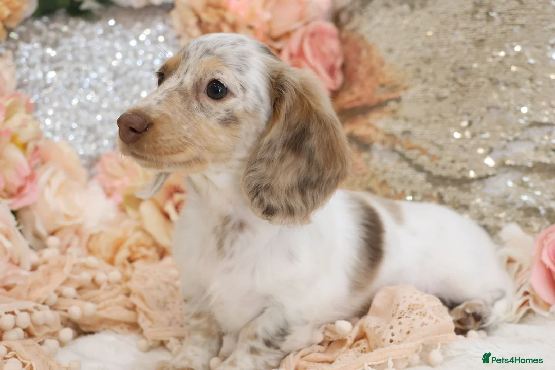 Miniature Dachshund dogs for sale: KC Longhair Miniature Dachshund Puppies - Advert 2