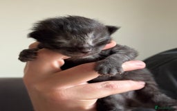 Siberian cats for sale: Exceptional Siberian Kittens - Waiting List Open - Image 5