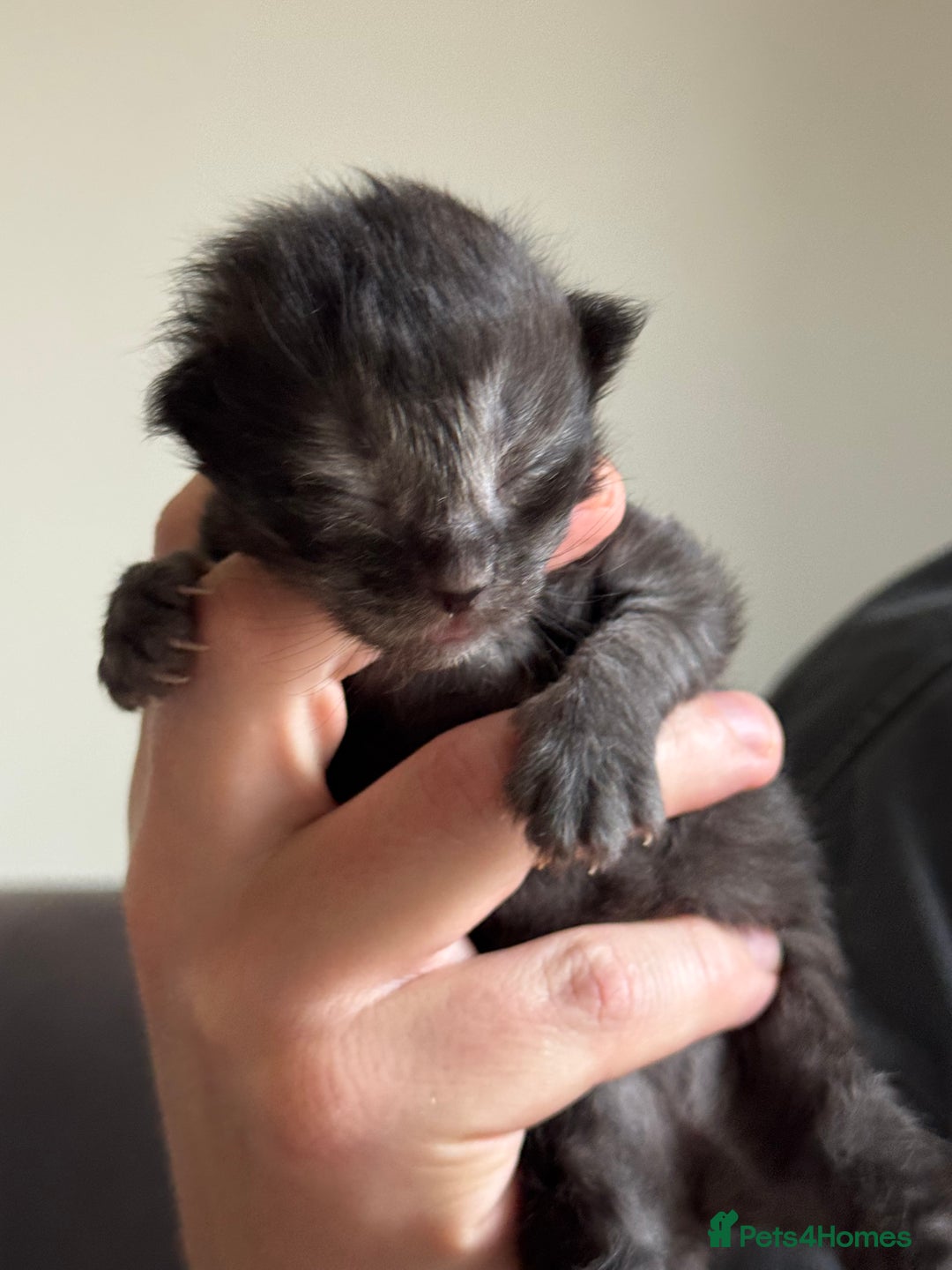 Siberian cats for sale: Exceptional Siberian Kittens - Waiting List Open - Image 5
