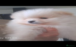 Pomeranian dogs for sale: Handsome Pomeranian - Image 5