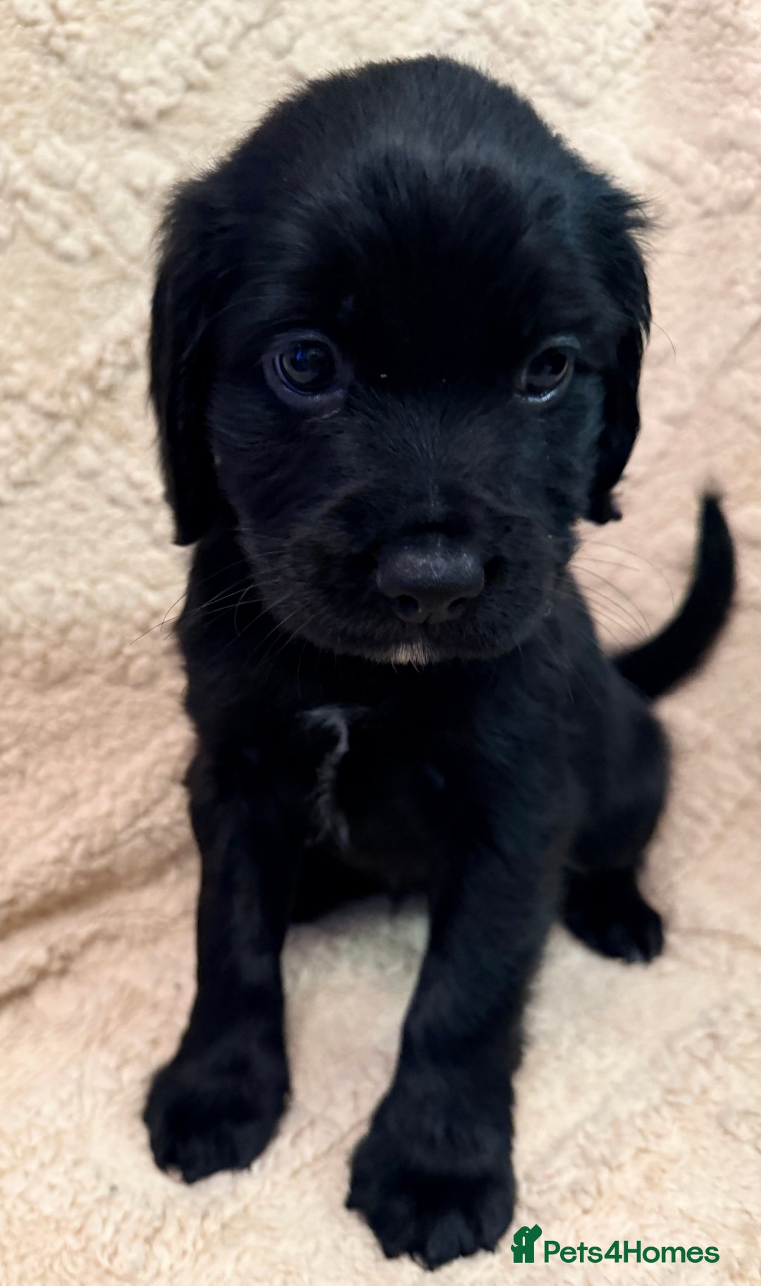 Cocker Spaniel dogs for sale: Cocker spaniel  - Advert 1