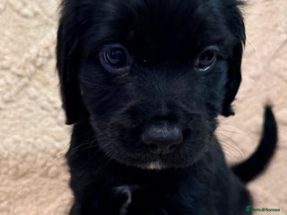 Cocker Spaniel dogs Cocker spaniel - Advert 11