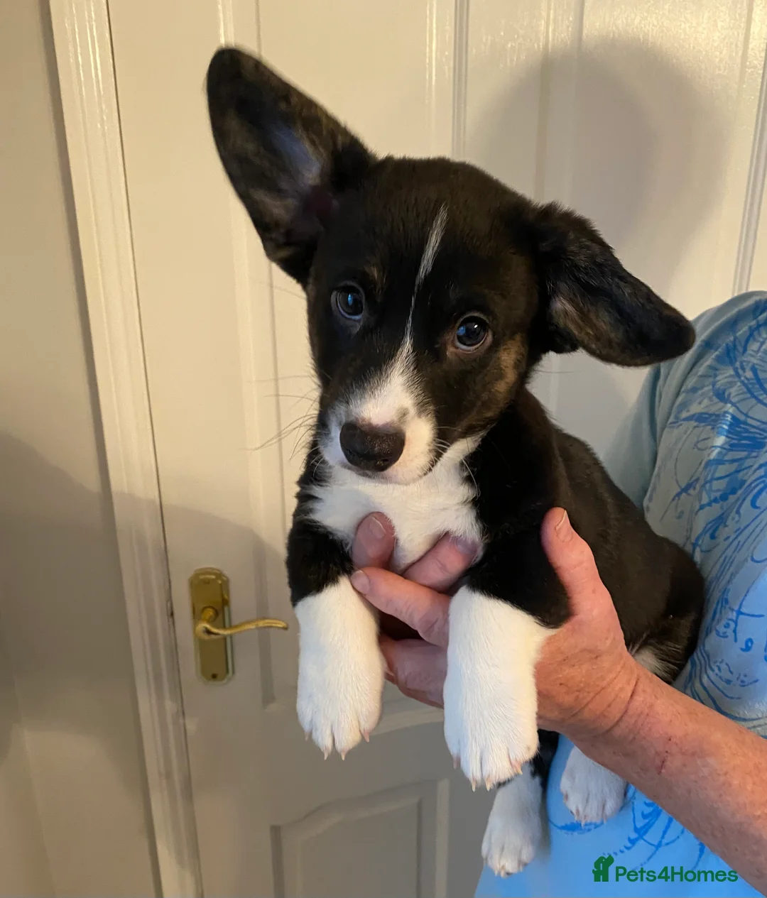 Welsh Corgi Cardigan dogs for sale: WELSH CARDIGAN CORGI GIRLS READY NOW - Advert 37