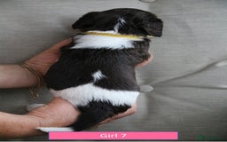 English Springer Spaniel dogs for sale: Health Tested English Springer Spaniel Puppies - Image 16