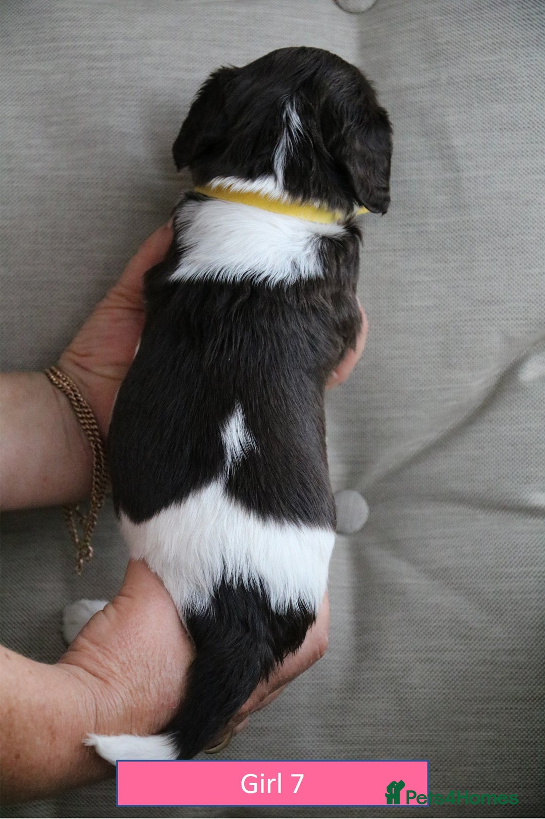 English Springer Spaniel dogs for sale: Health Tested English Springer Spaniel Puppies - Image 16