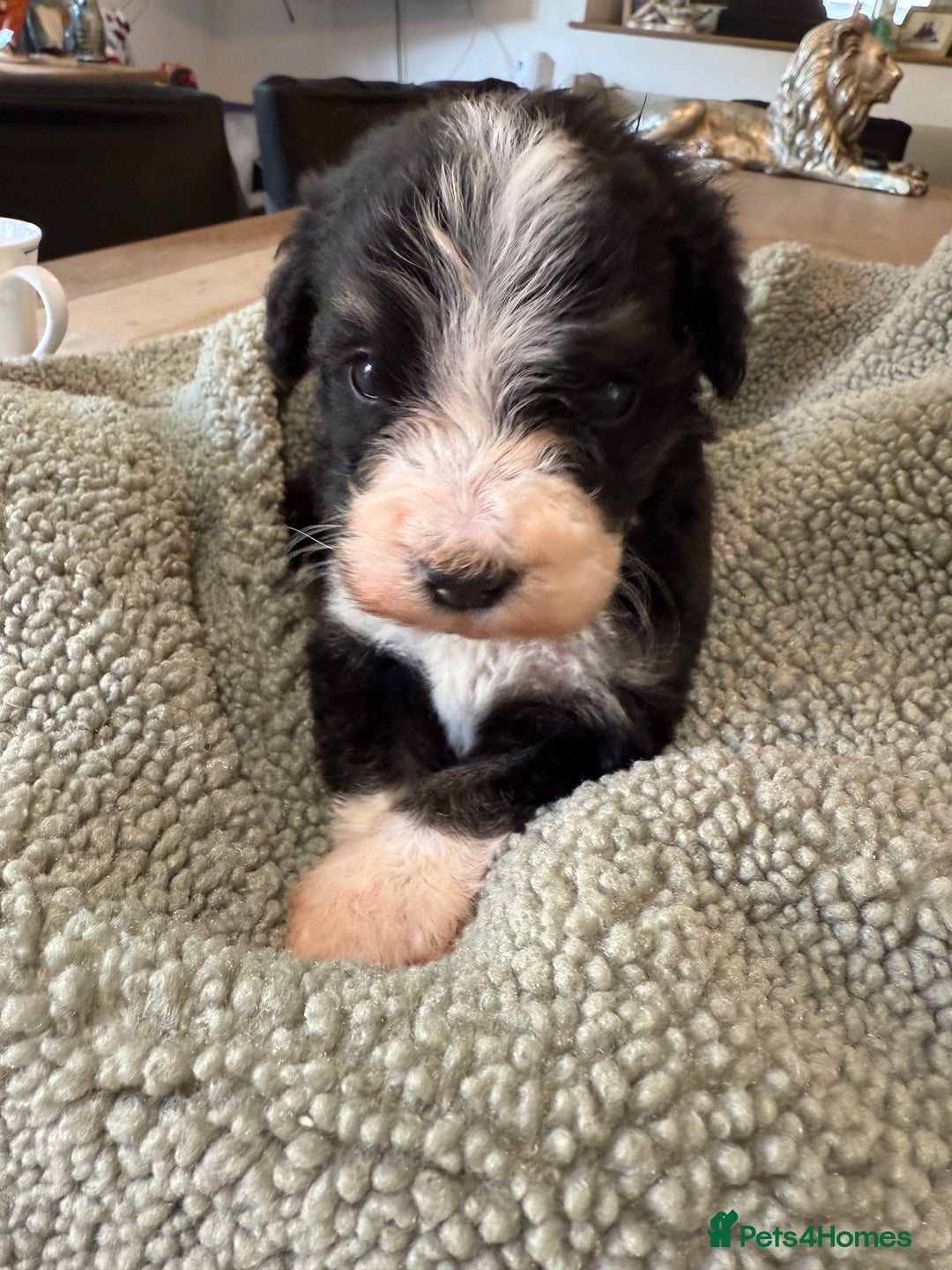 Bernedoodle dogs for sale: Bernadoodle home bred puppies boys and girls  - Image 12