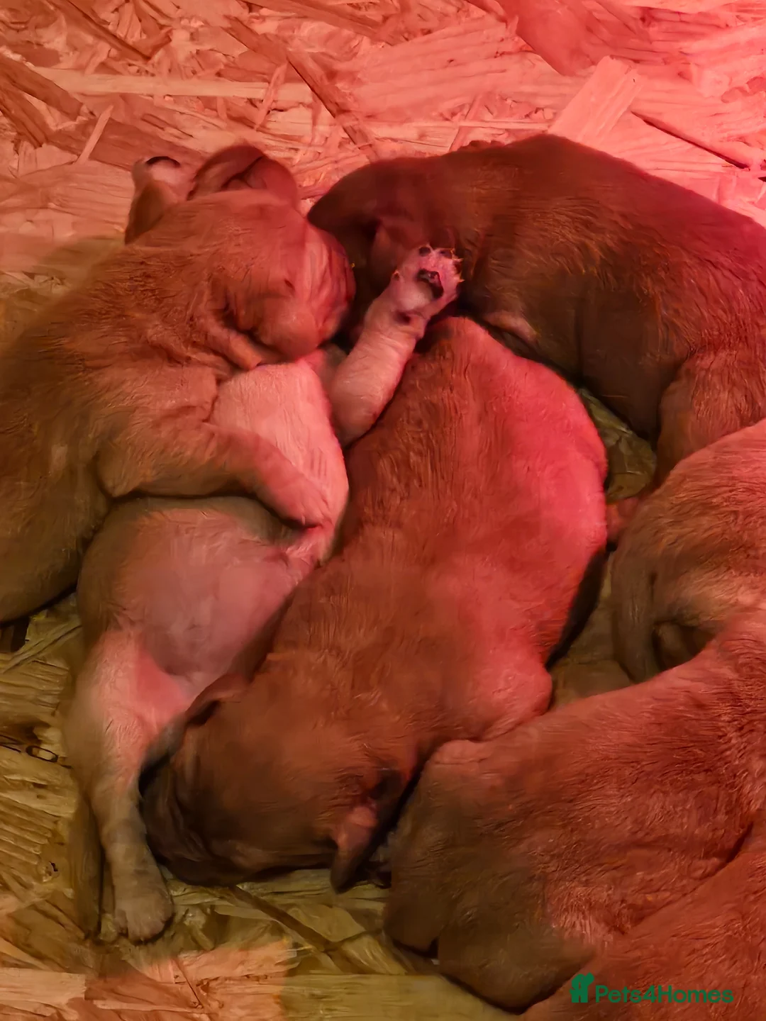 Labrador Retriever dogs for sale:  labrador puppies for sale in Newton Stewart - Advert 14