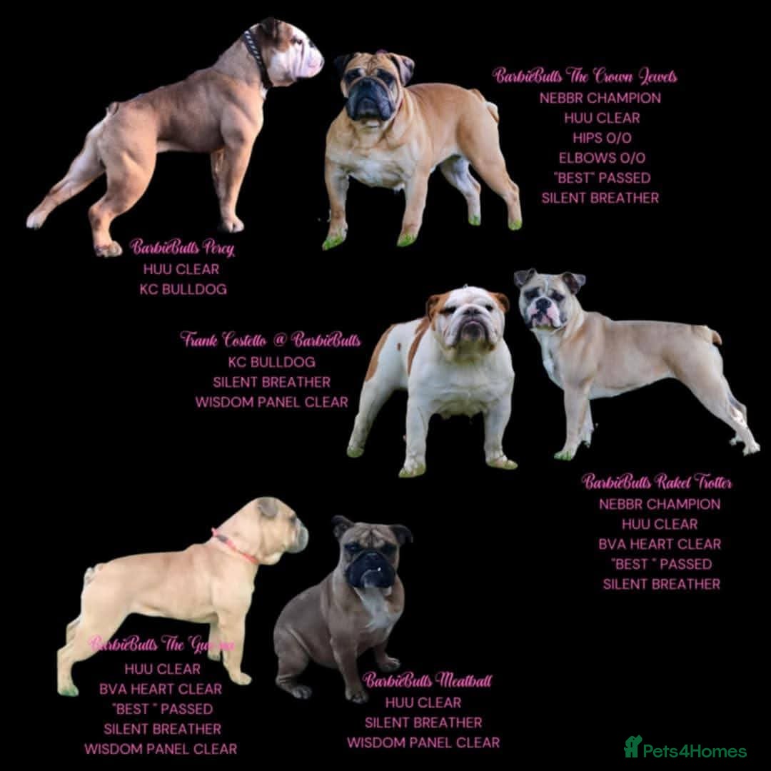 Old Tyme Bulldog dogs for sale: Victorian Bulldogs HEALTH TESTED - Image 2