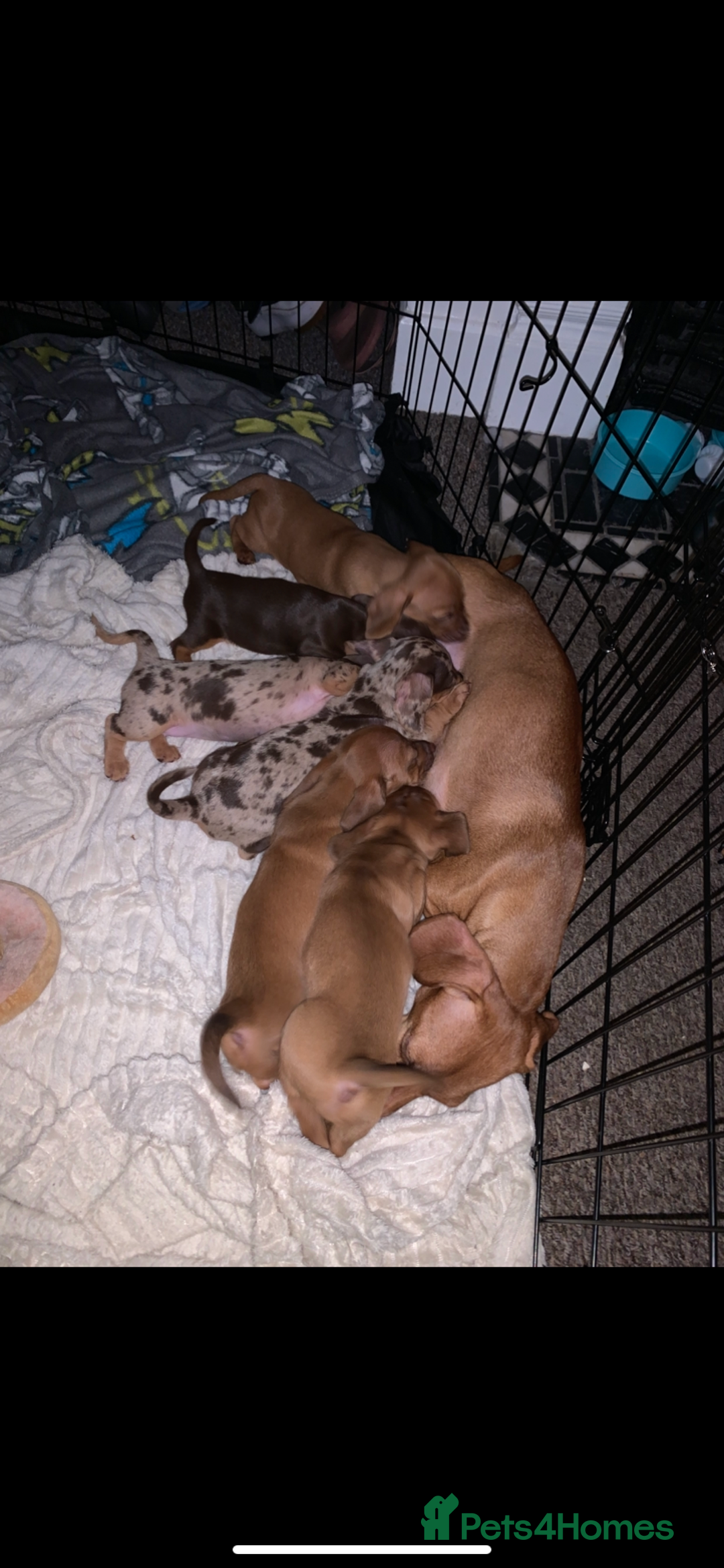 Dachshund dogs for sale: 6 beautiful Dachshund puppies for sale - Image 7
