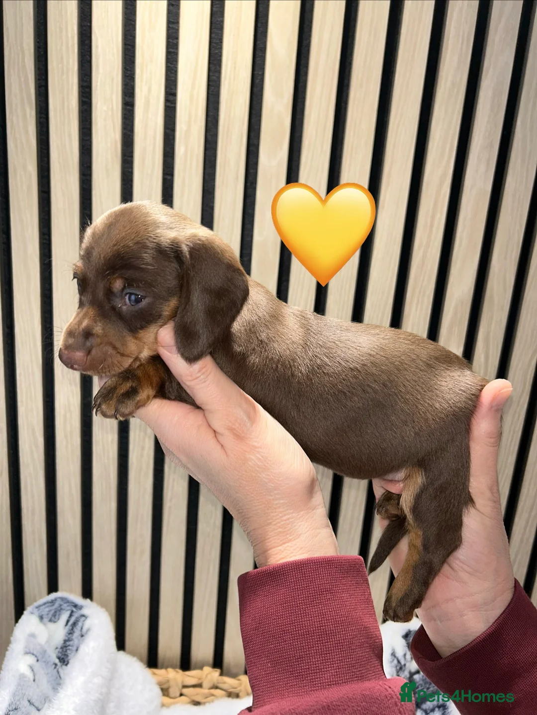 Miniature Dachshund dogs for sale: 4 beautiful miniature dachshund puppies - Advert 27