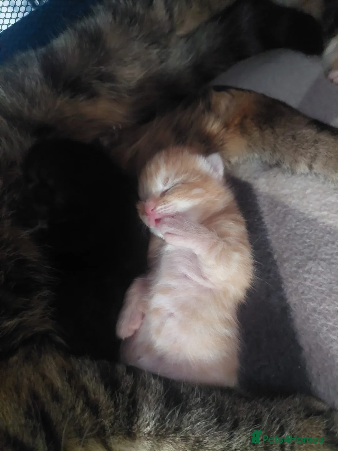 Mixed Breed cats for sale: 3 Kittens  - Advert 2