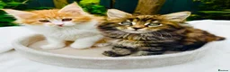 Maine Coon cats for sale: Pure breed Maine coon kittens  - Advert 20