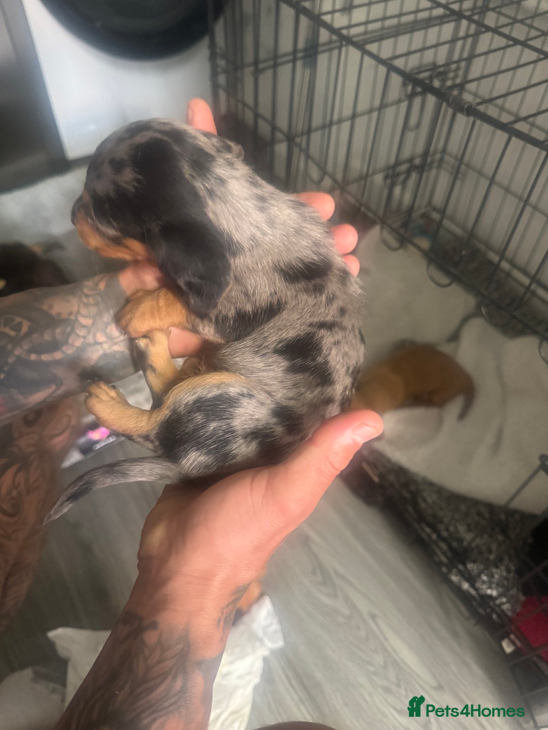 Miniature Dachshund dogs for sale: Gorgeous mini dachshunds - Image 4