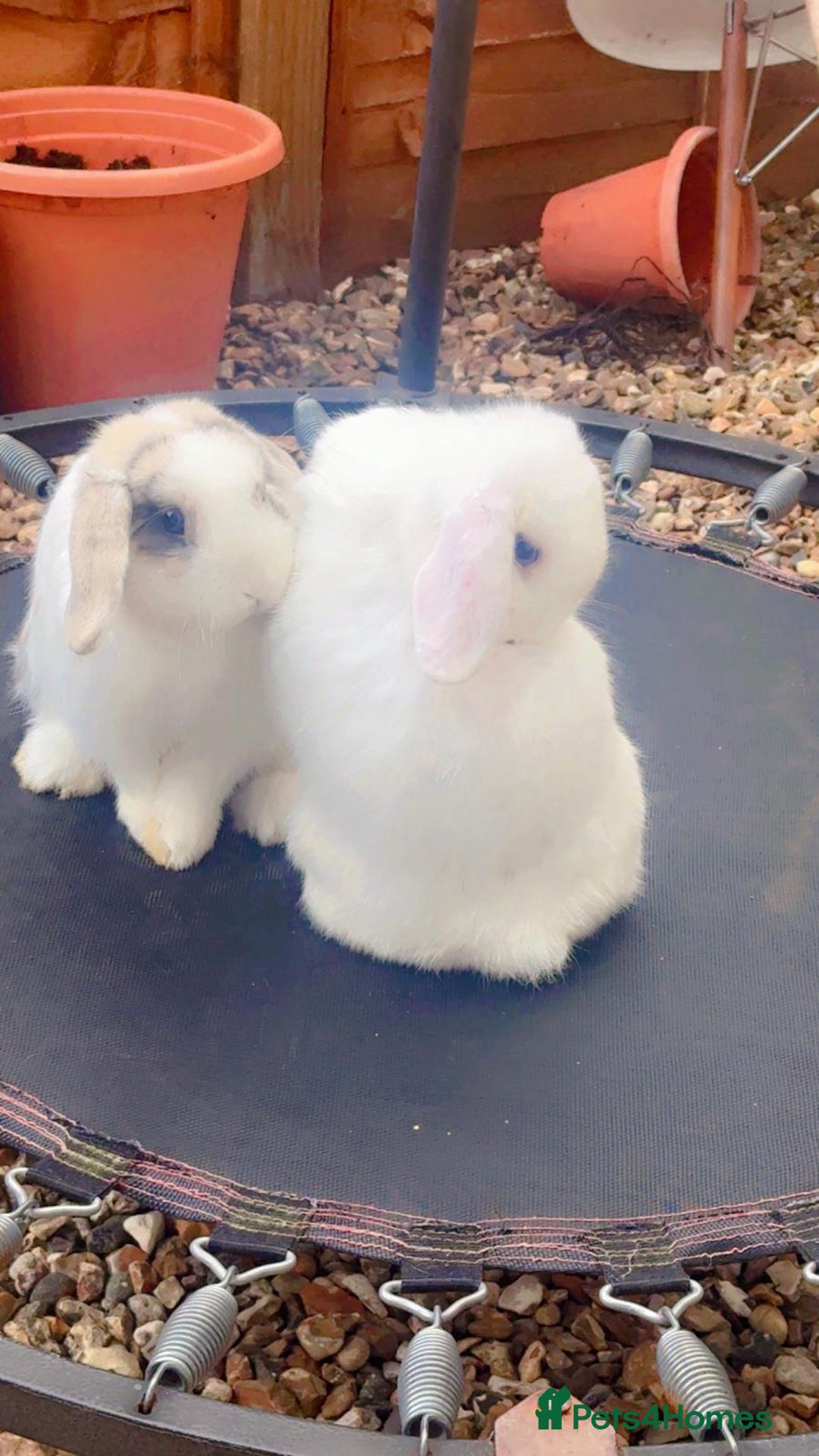 Mini Lop rabbits for sale: Coco male rabbit - Image 2
