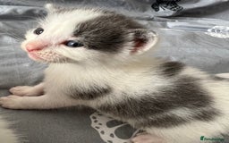 Mixed Breed cats for sale: ❤️*Blue/white & black/white friendly kittens*❤️ - Image 9
