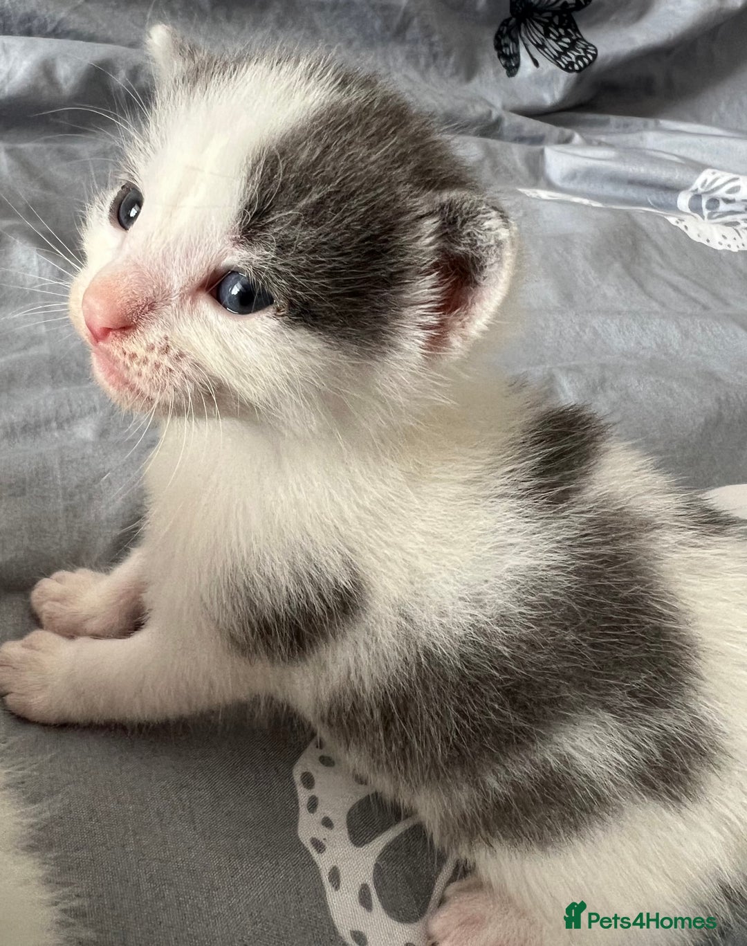 Mixed Breed cats for sale: ❤️*Blue/white & black/white friendly kittens*❤️ - Image 9