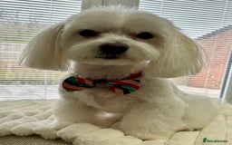 Maltese dogs for stud: Maltese Males (for Stud)  in Durham - Image 2
