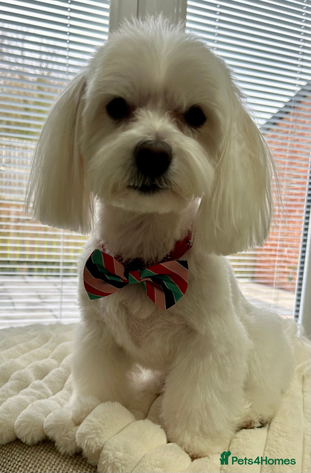 Maltese dogs for stud: Maltese Males (for Stud)  in Durham - Image 2