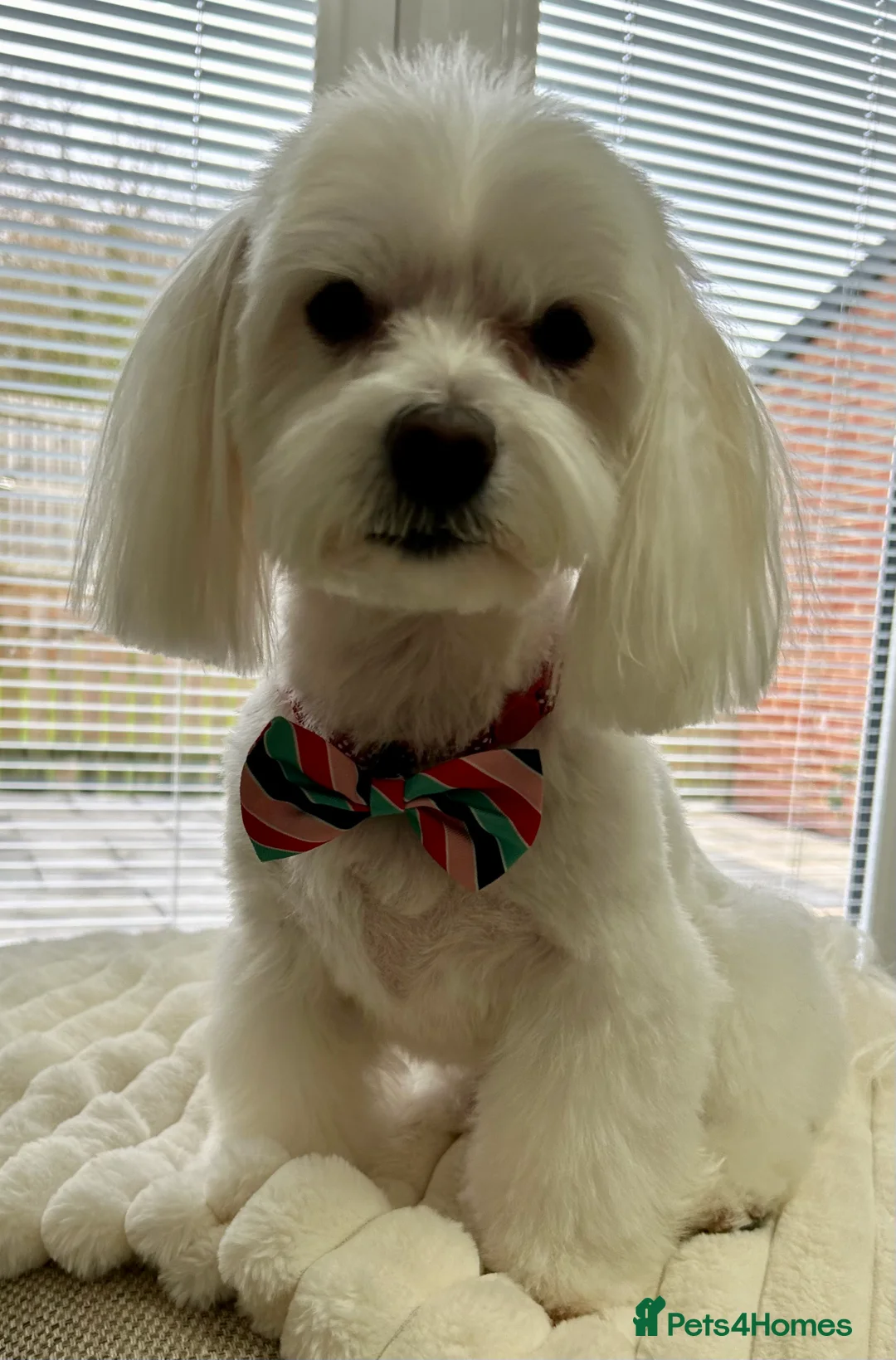 Maltese dogs for stud: Maltese Males (for Stud)  in Durham - Advert 2