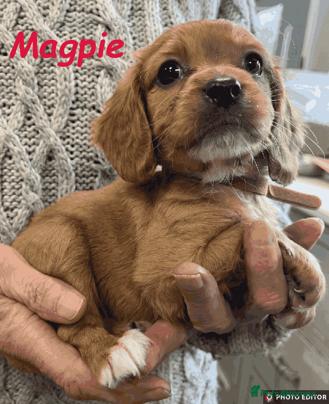 Cockalier dogs for sale: Adorable Cockalier Puppies - Advert 31