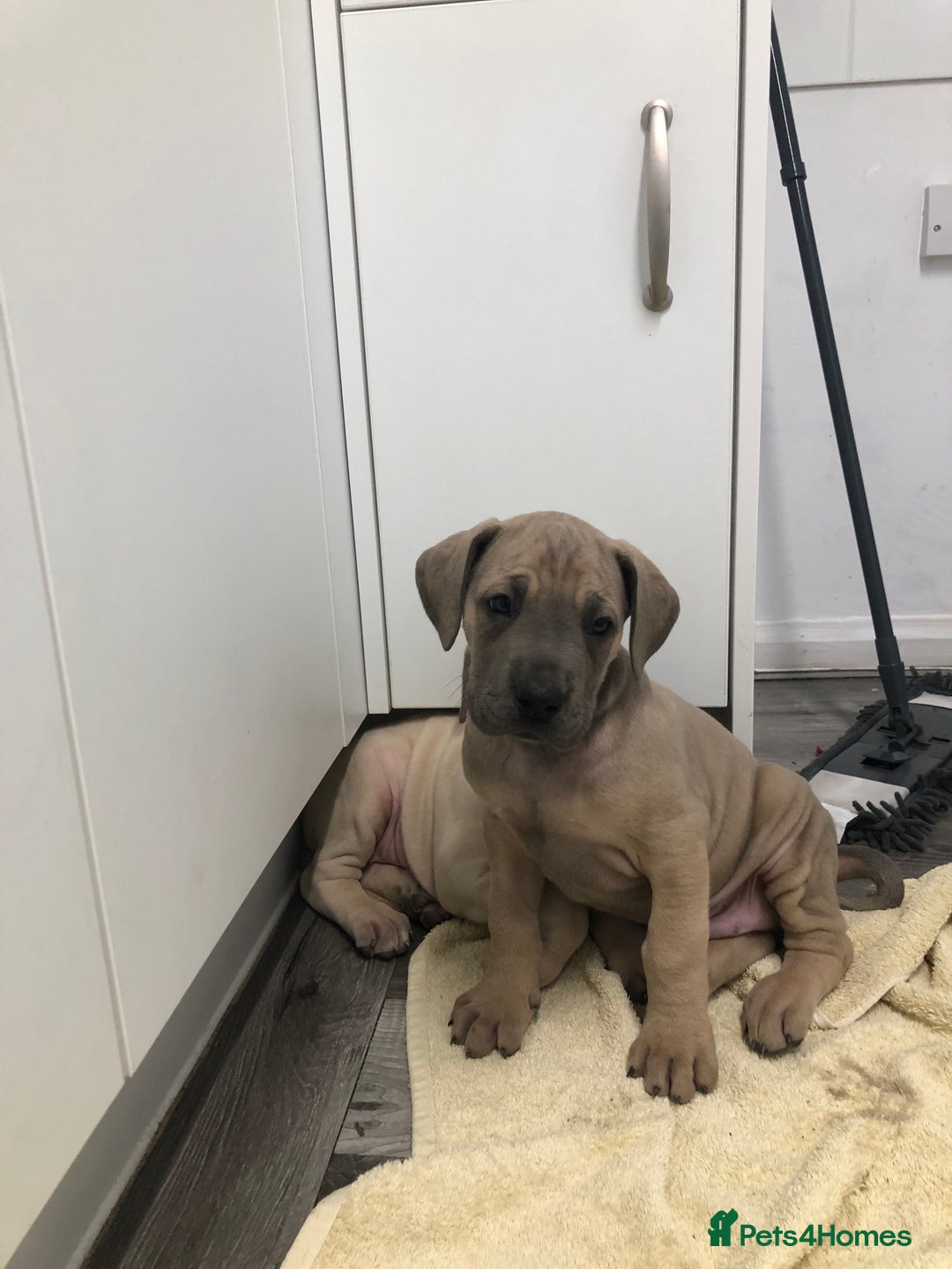 Great Dane dogs for sale: Great Dane puppies waiting list open  - Advert 9