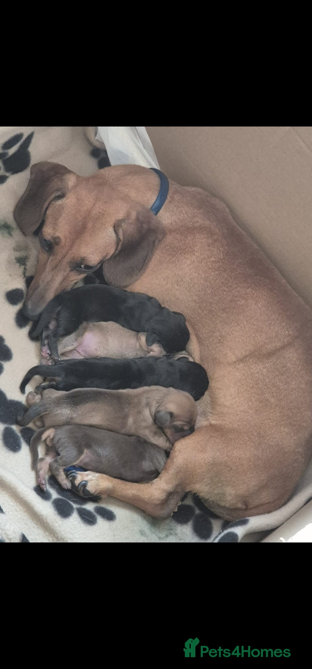 Miniature Dachshund dogs for sale: Male and female miniature dachshund  - Image 3