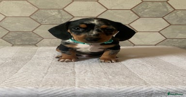 Miniature Dachshund dogs - Advert 2