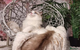 Ragdoll cats for sale: Quality Tica reg Ragdoll kittens  - Image 4