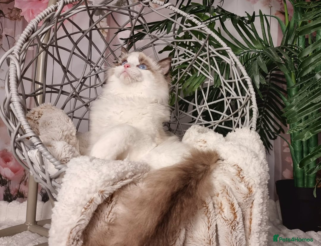 Ragdoll cats for sale: Quality Tica reg Ragdoll kittens  - Image 4