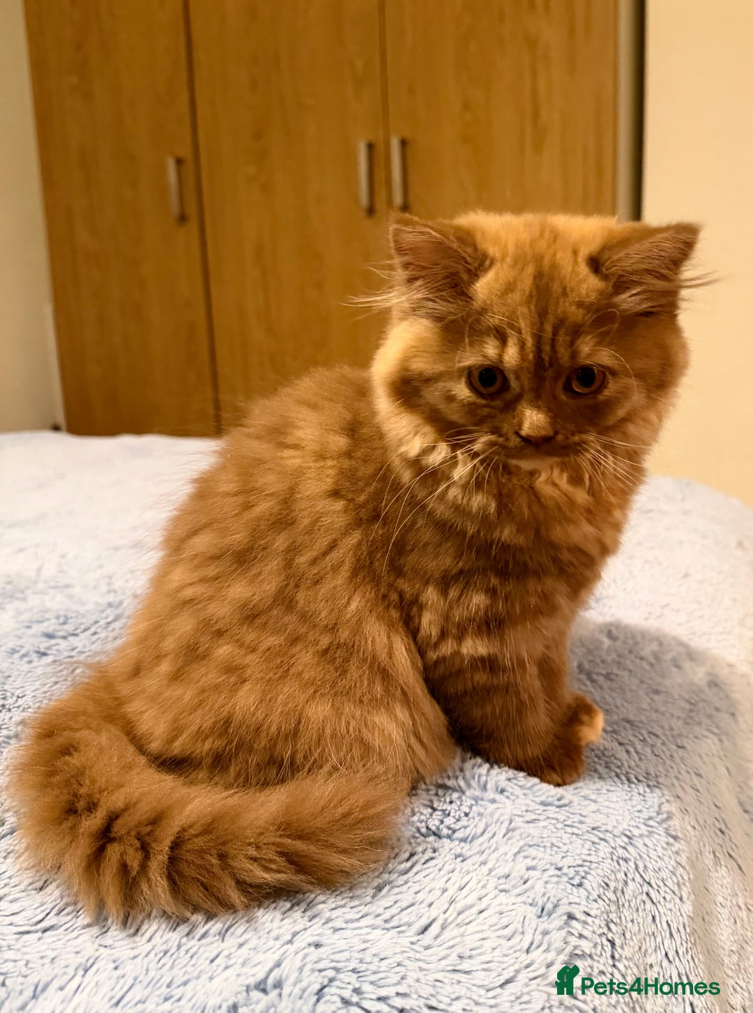 British Longhair cats for sale: Champion line kittens with excellent pedigrees - Advert 11