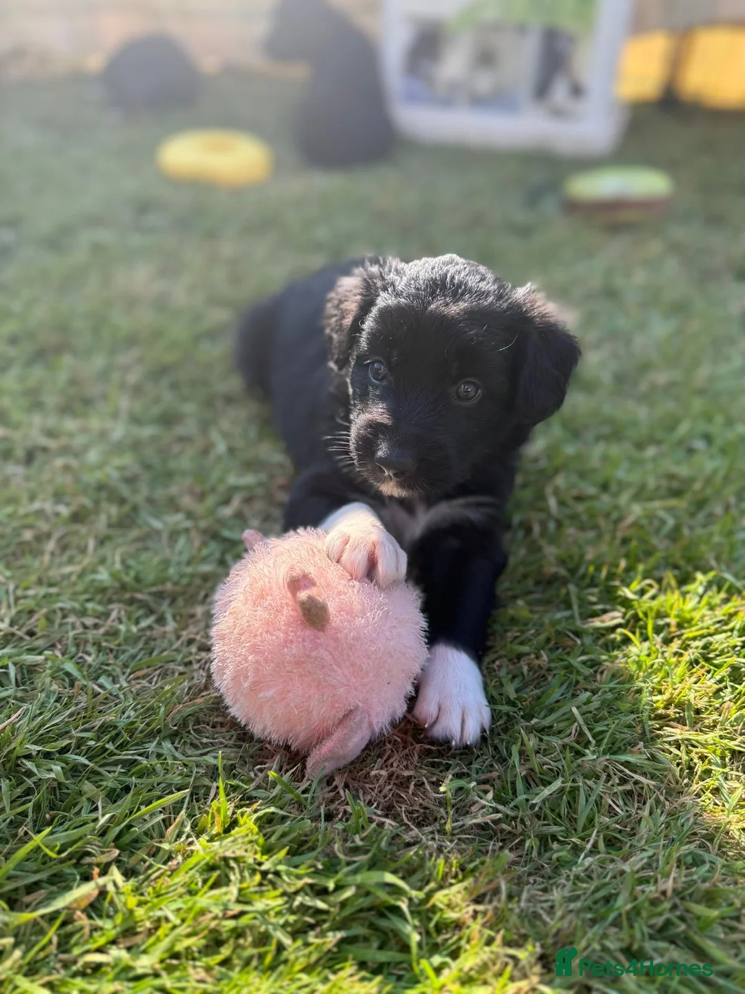 Mixed Breed dogs for sale: Exceptional Bordoodle puppies  - Advert 2