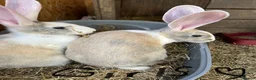 Continental Giant rabbits for sale: Gorgeous continental giant rabbits in Melton Constable - Advert 3