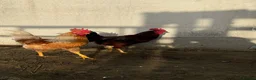 Chickens poultry for sale: Cockerels for sale  - Advert 5