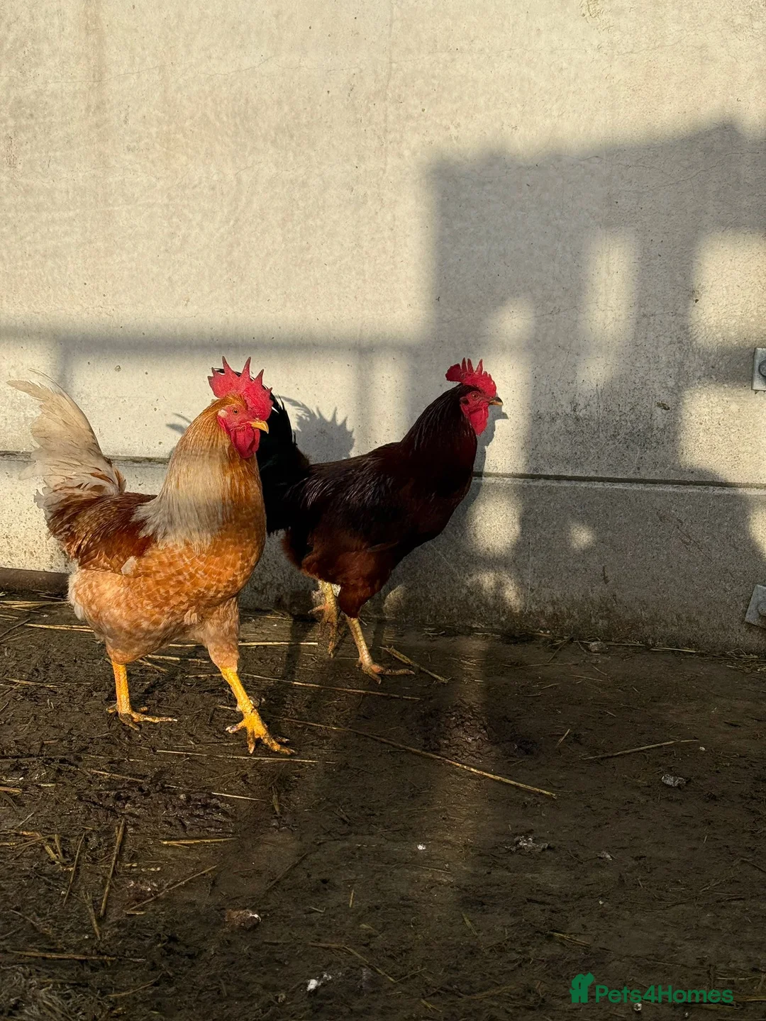 Chickens poultry for sale: Cockerels for sale  - Advert 5