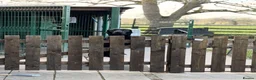 Labrador Retriever dogs for stud: KC registered well bred fully health tested  - Advert 6