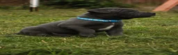 Staffordshire Bull Terrier dogs for sale: Blue KC Registered staffordshire bull terriers  - Advert 3